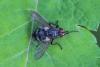 Panzeria sp.